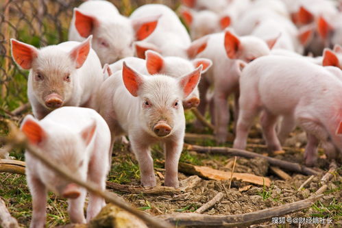 牧原股份：公司目前公司生猪养殖产能在7,900万头/年左右