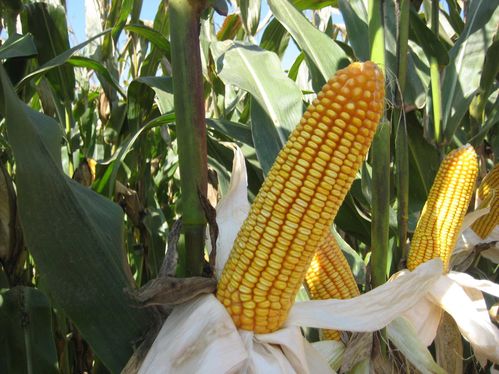 登海种业(002041)：玉米种景气向上 有望受益转基因