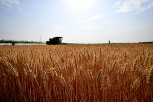 河南小麦播种面积已过八成