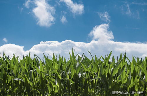 农发种业：拟收购华成种业18.39%股权