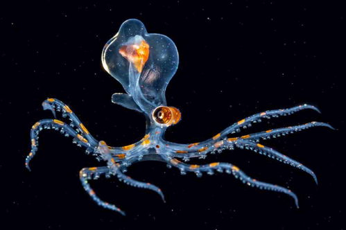 凯赛生物(688065.SH)：公司系列生物法长链二元酸（DC11~DC18）年产能7.5万吨