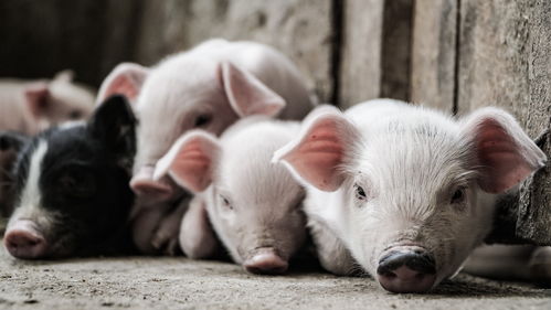 养殖端“此消彼长” 猪周期失灵？