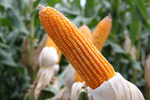 玉米大范围降价！中储粮北京小麦拍卖底价最低降至1.48！