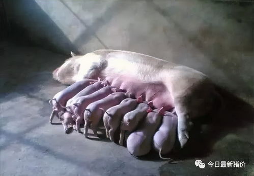 初生仔猪假死？这么做可起死回生！