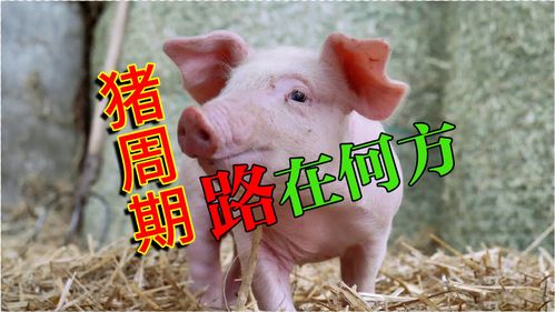 上市猪企频定增：规模化拉长猪周期