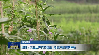 云南省今年粮食生产再获丰收