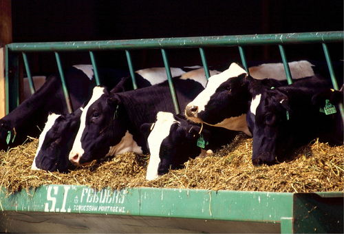 金新农：公司饲料经销商全国有数百家，服务养殖户的规模在10-500头养殖规模的猪场