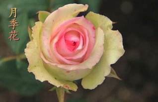 月季花和玫瑰花有啥区别（月季花和玫瑰花有啥区别和功效）