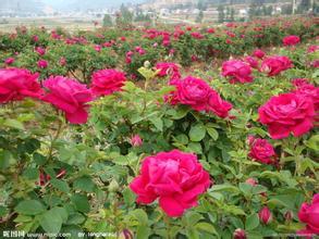 月季花与玫瑰花一样吗图片（月季花和玫瑰花的区别图解）