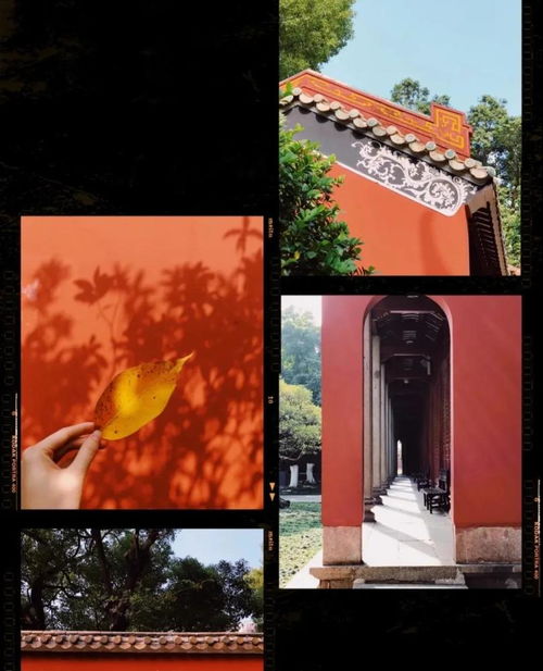 2024短剧免费看全集_10集左右的短篇电视剧