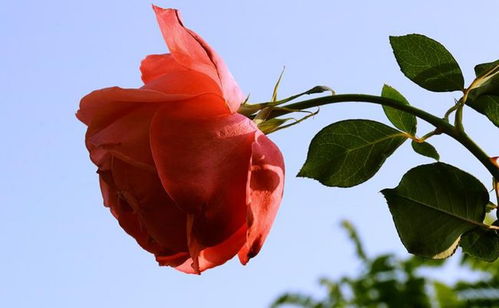 月季花和玫瑰花有什么区别吗?（月季花和玫瑰花有哪些区别）