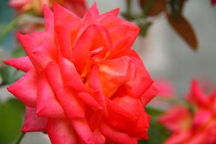 月季花和玫瑰花一样吗?（月季花和玫瑰花是一样的吗?）