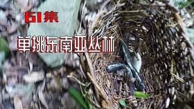 短剧雀笼免费在线观看_雀笼小客栈剧情介绍--第1张