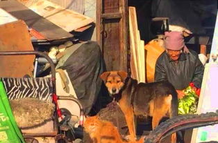 短剧离开狗窝后我重返巅峰免费在线观看_离开后再回来怎么表达--第1张
