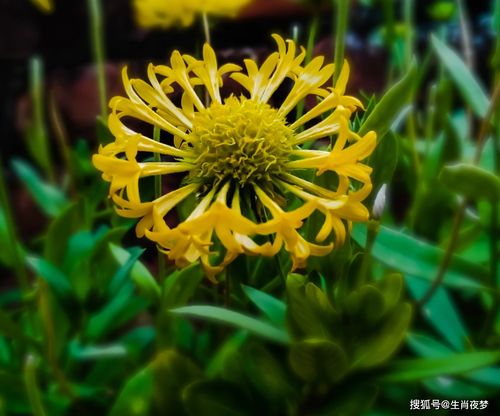 短剧念念不忘暮云间免费在线观看_念念不忘,电视剧--第1张