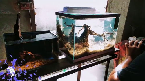 懒人绿植鱼缸怎么养鱼视频_鱼缸怎么养植物--第1张
