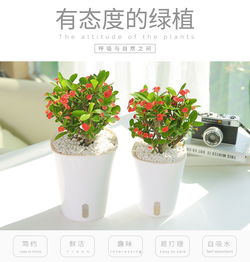 懒人绿植供货_懒人植物花卉--第1张