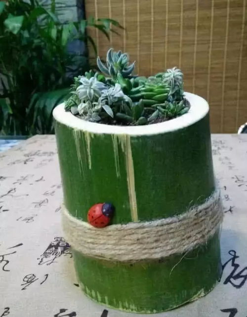 懒人绿植花卉怎么做视频_制作绿植手工花盆--第1张
