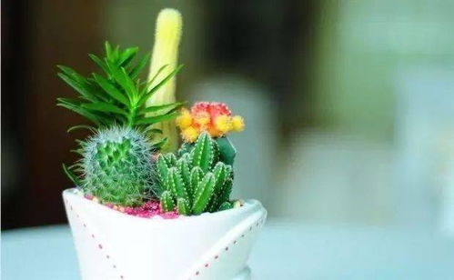 懒人绿植椰砖图片大全集_适合懒人养的10种绿植--第1张