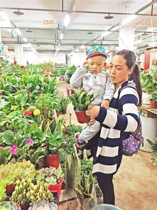 北京懒人绿植批发市场地址_北京绿植花卉市场有哪几家--第1张