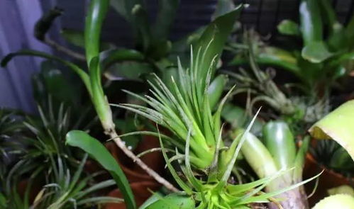 懒人绿植推荐耐活的植物_懒人绿植推荐耐活的植物有哪些--第1张