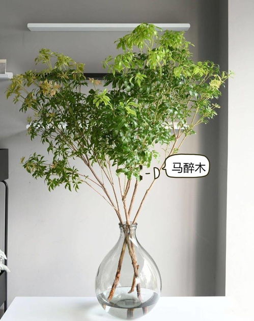宜家懒人绿植怎么养护_宜家懒人绿植怎么养护好--第1张