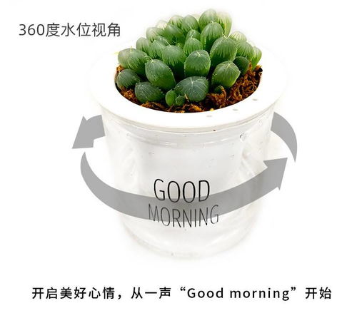 小绿植盆栽懒人养_小型绿植盆栽--第1张