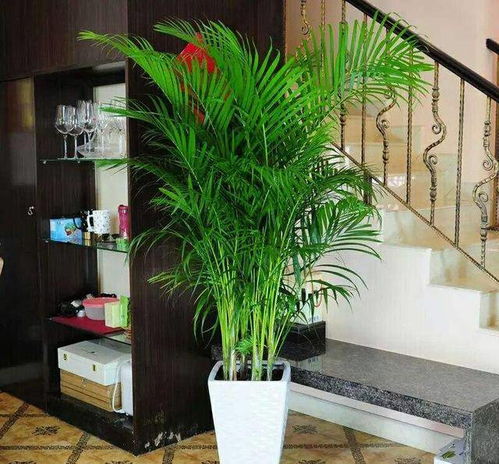 客厅大型懒人绿植图片大全_客厅大型懒人绿植图片大全欣赏--第1张