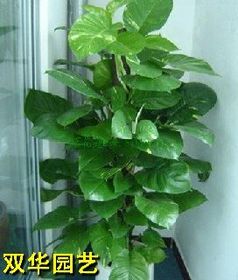 懒人园艺居家观叶绿植_家养观叶类植物有哪些--第1张
