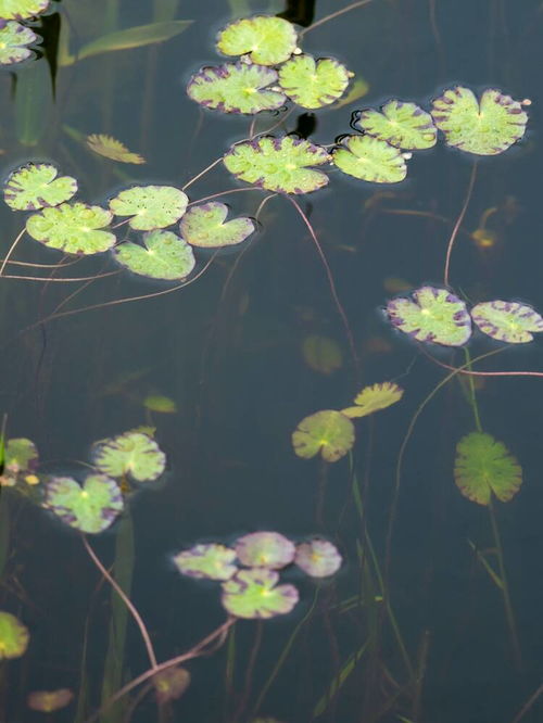 短剧人间芳菲四月天免费在线观看_人间芳菲四月天的意思--第1张