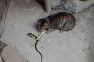 短剧变成猫后我被死对头宠上天免费在线观看_变成了猫的小说--第1张