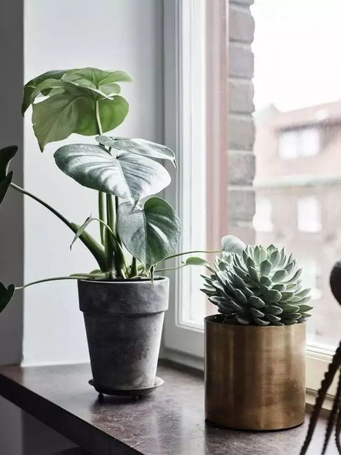 绿植懒人品种有哪些图片_懒人花卉长绿植物--第1张