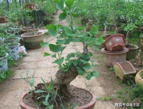 大绿植懒人盆图片及价格_懒人大型盆栽--第1张