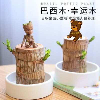 室内水培懒人绿植图片高清_室内水培绿植大全--第1张