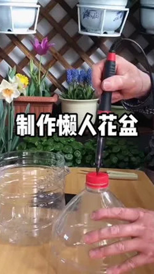 桌面绿植懒人盆摆放图片大全_桌面盆栽植物有哪些--第1张