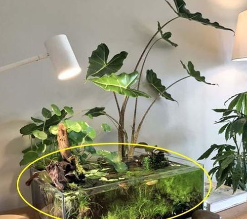 鱼缸养绿植懒人好吗图片_鱼缸养植物有什么讲究--第1张