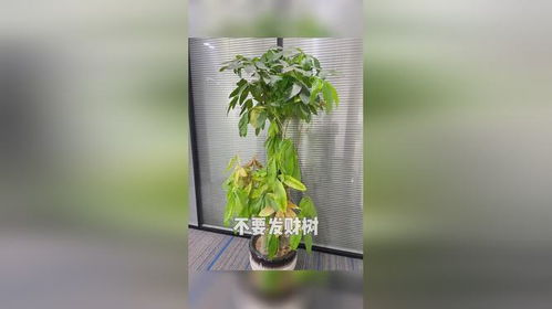 家里适合养的绿植懒人_适合在家里养的绿植有哪些--第1张
