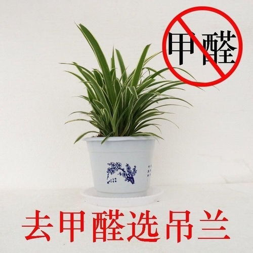 懒人养的垂吊水培绿植怎么养_垂吊植物盆栽--第1张