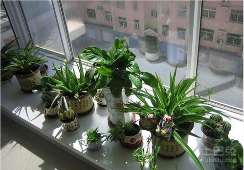懒人绿植造景方法与技巧_室内绿植造景搭配--第1张