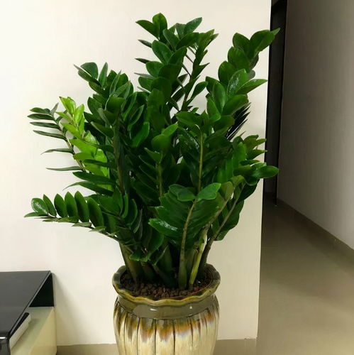 懒人户外绿植图片大全集_懒人种什么花室外--第1张