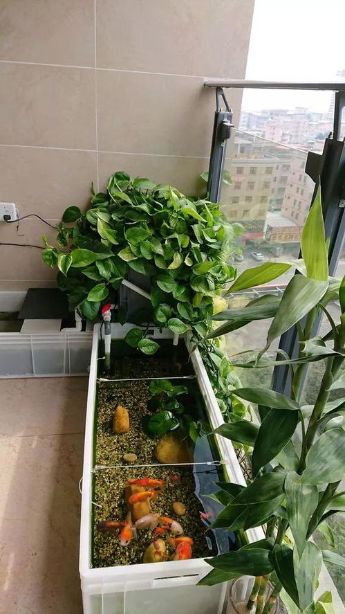 鱼缸养绿植懒人好养吗图片_鱼缸养植物有什么讲究--第1张