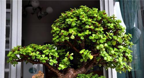 懒人花园绿植图片大全欣赏_继续搜索懒人花卉--第1张
