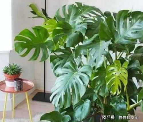 家里适合的绿植懒人植物_家里适合的绿植懒人植物--第1张