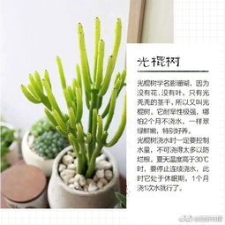 懒人适合养的大型绿植_最适合懒人养的植物--第1张