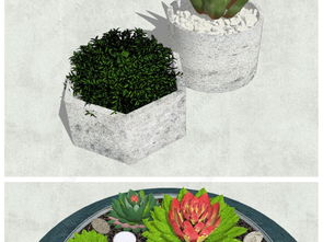 懒人绿植盆栽室内桌面_桌面小型绿植--第1张