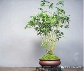 可以暴晒的懒人绿植有哪些_可以暴晒的盆栽--第1张