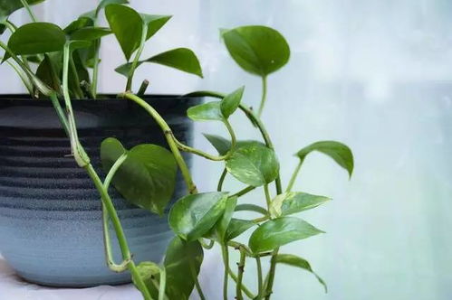 自吸盆懒人绿植熊掌_花叶熊掌木的种植方法--第1张
