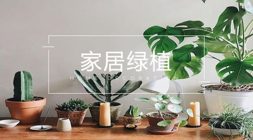 高颜值懒人绿植推荐图片_懒人养的绿植--第1张