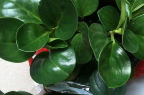 懒人室内养绿植_懒人植物适合室内--第1张