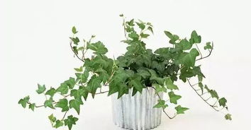 大型懒人绿植推荐品牌_十大懒人养的室内植物--第1张